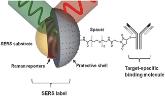 Graphical abstract: Rational design and synthesis of SERS labels