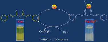 Graphical abstract: Naked-eye detection of Cys using simple molecular systems of curcumin and Hg2+