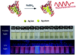Graphical abstract: A novel ratiometric fluorescence probe based on BSA assembled silver nanoclusters for mercuric ion selective sensing