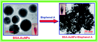 Graphical abstract: Protein protected gold nanoparticles as a fluorophore for the highly selective and ultrasensitive determination of bisphenol A in plastic samples