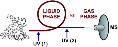Graphical abstract: Liquid-phase and gas-phase investigation of biomolecules in a single experiment