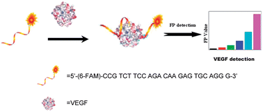 Graphical abstract: A highly sensitive and selective aptasensor based on fluorescence polarization for the rapid determination of oncoprotein vascular endothelial growth factor (VEGF)