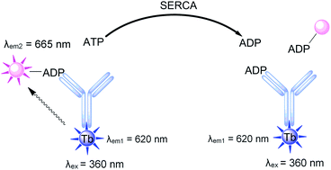 Graphical abstract: Development of a sensitive assay for SERCA activity using FRET detection of ADP