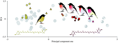 Graphical abstract: Non-destructive descriptions of carotenoids in feathers using Raman spectroscopy