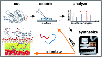 Graphical abstract: Identification of materials' binding peptide sequences guided by a MALDI-ToF MS depletion assay