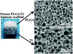 Graphical abstract: Preparation of porous PLGA/Ti biphasic scaffold and osteochondral defect repair