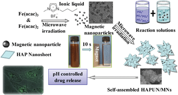 Graphical abstract: Magnetic nanocomposite of hydroxyapatite ultrathin nanosheets/Fe3O4 nanoparticles: microwave-assisted rapid synthesis and application in pH-responsive drug release