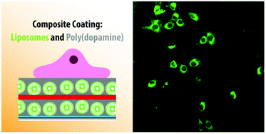 Graphical abstract: Cargo delivery to adhering myoblast cells from liposome-containing poly(dopamine) composite coatings