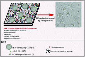 Graphical abstract: Neural differentiation on synthetic scaffold materials