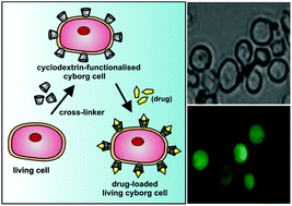 Graphical abstract: Fabrication of viable cyborg cells with cyclodextrin functionality