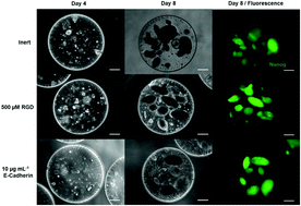 Graphical abstract: Development of bioactive hydrogel capsules for the 3D expansion of pluripotent stem cells in bioreactors