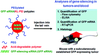 Graphical abstract: Stimuli-responsive siRNA carriers for efficient gene silencing in tumors via systemic delivery