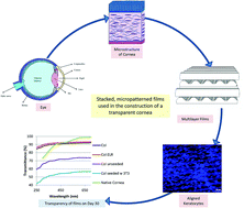 Graphical abstract: A collagen-based corneal stroma substitute with micro-designed architecture