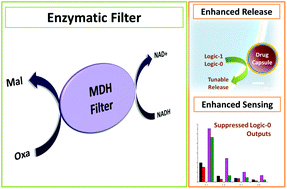 Graphical abstract: Enzymatic filter for improved separation of output signals in enzyme logic systems towards ‘sense and treat’ medicine