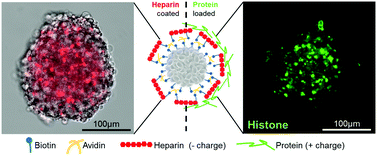 Graphical abstract: Characterization of a multilayer heparin coating for biomolecule presentation to human mesenchymal stem cell spheroids