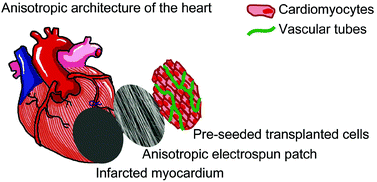 Graphical abstract: A nanopatterned cell-seeded cardiac patch prevents electro-uncoupling and improves the therapeutic efficacy of cardiac repair