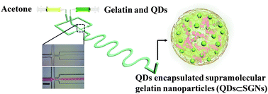 Graphical abstract: Supramolecular gelatin nanoparticles as matrix metalloproteinase responsive cancer cell imaging probes