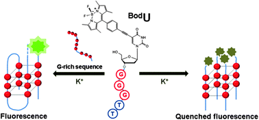 Graphical abstract: A fluorescent probe for the 3′-overhang of telomeric DNA based on competition between two interstrand G-quadruplexes