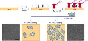 Graphical abstract: Supramolecular control of cell adhesion via ferrocene–cucurbit[7]uril host–guest binding on gold surfaces