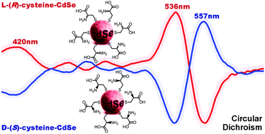 Graphical abstract: Achiral CdSe quantum dots exhibit optical activity in the visible region upon post-synthetic ligand exchange with d- or l-cysteine