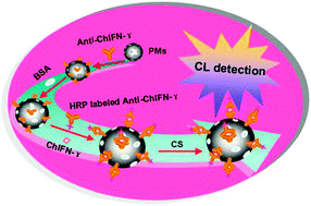 Graphical abstract: A paramagnetic microspheres based automation-friendly rapid chemiluminescent immunoassay method for sensitive detection of chicken interferon-γ