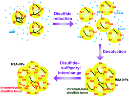Graphical abstract: Human serum albumin (HSA) nanoparticles stabilized with intermolecular disulfide bonds