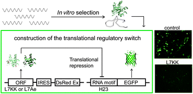 Graphical abstract: Directed evolution of a synthetic RNA–protein module to create a new translational switch