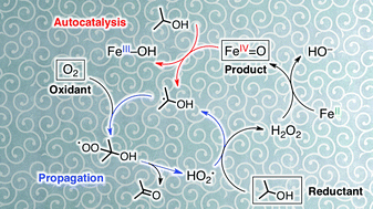 Graphical abstract: An autocatalytic radical chain pathway in formation of an iron(iv)–oxo complex by oxidation of an iron(ii) complex with dioxygen and isopropanol