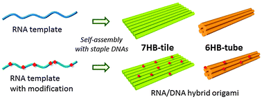 Graphical abstract: RNA-templated DNA origami structures