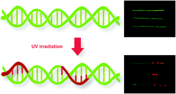 Graphical abstract: Visualization of UV-induced damage on single DNA molecules