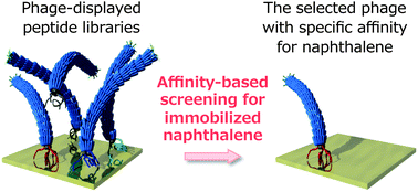 Graphical abstract: Screening of peptides recognizing simple polycyclic aromatic hydrocarbons