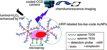 Graphical abstract: A chemiluminescence imaging array for the detection of cancer cells by dual-aptamer recognition and bio-bar-code nanoprobe-based rolling circle amplification