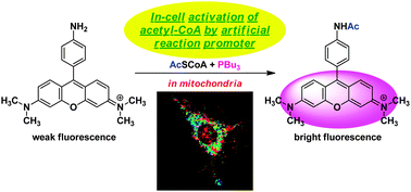 Graphical abstract: Intracellular activation of acetyl-CoA by an artificial reaction promoter and its fluorescent detection