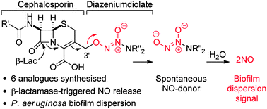 Graphical abstract: Synthesis of cephalosporin-3′-diazeniumdiolates: biofilm dispersing NO-donor prodrugs activated by β-lactamase