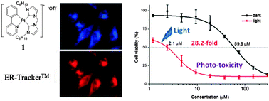 Graphical abstract: Luminescent organoplatinum(ii) complexes containing bis(N-heterocyclic carbene) ligands selectively target the endoplasmic reticulum and induce potent photo-toxicity