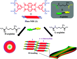 Graphical abstract: Retracted Article: A phosphonic acid appended naphthalene diimide motif for self-assembly into tunable nanostructures through molecular recognition with arginine in water