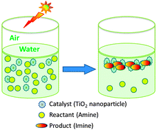 Graphical abstract: Selective aerobic oxidation of amines to imines by TiO2 photocatalysis in water