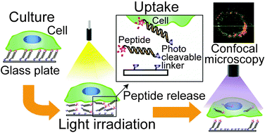 Graphical abstract: A novel array format for monitoring cellular uptake using a photo-cleavable linker for peptide release