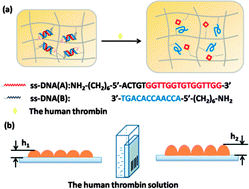 Graphical abstract: Aptamer-functionalized hydrogel diffraction gratings for the human thrombin detection
