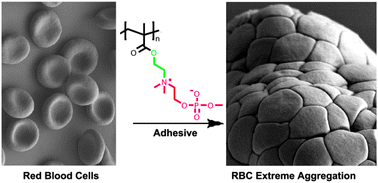 Graphical abstract: ATRP synthesis of poly(2-(methacryloyloxy)ethyl choline phosphate): a multivalent universal biomembrane adhesive
