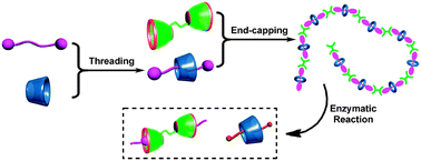 Graphical abstract: Enzyme-responsive supramolecular polymers by complexation of bis(p-sulfonatocalixarenes) with suberyl dicholine-based pseudorotaxane