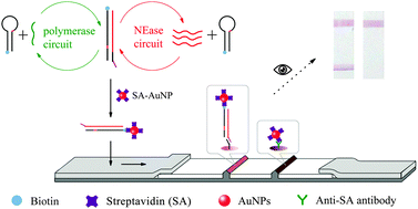 Graphical abstract: A universal biosensor for multiplex DNA detection based on hairpin probe assisted cascade signal amplification