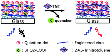 Graphical abstract: Quantum dot-engineered M13 virus layer-by-layer composite films for highly selective and sensitive turn-on TNT sensors