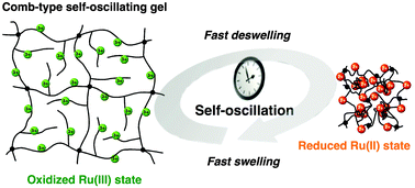 Graphical abstract: Design of a comb-type self-oscillating gel