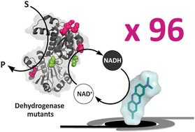 Graphical abstract: Rapid electrochemical screening of NAD-dependent dehydrogenases in a 96-well format