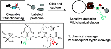 Graphical abstract: Cleavable trifunctional biotin reagents for protein labelling, capture and release