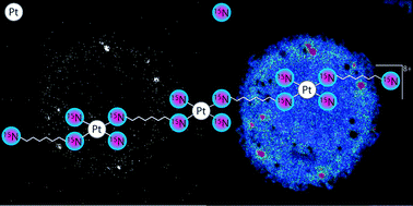 Graphical abstract: NanoSIMS multi-element imaging reveals internalisation and nucleolar targeting for a highly-charged polynuclear platinum compound