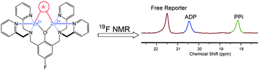 Graphical abstract: Fluorine NMR reporter for phosphate anions