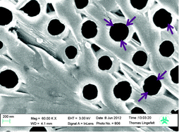 Graphical abstract: Biotinyl moiety-selective polymer films with highly ordered macropores