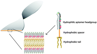 Graphical abstract: The role of spacers on the self-assembly of DNA aptamer-amphiphiles into micelles and nanotapes